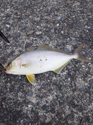 ショゴの釣果