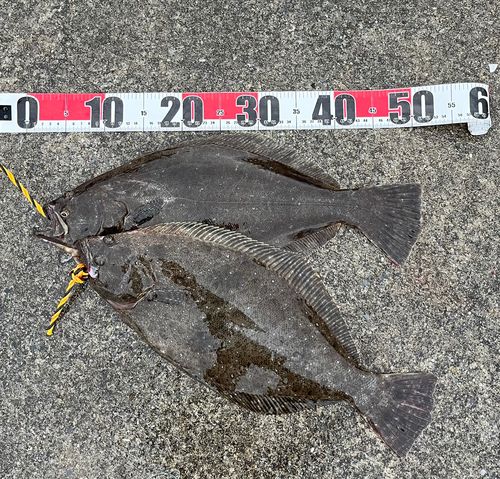 ヒラメの釣果