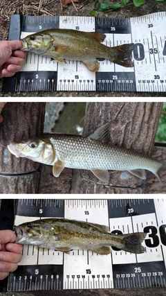 スモールマウスバスの釣果