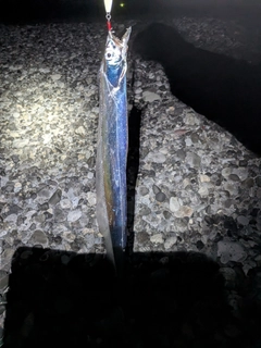 タチウオの釣果