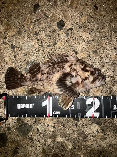 ソイの釣果