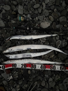 タチウオの釣果