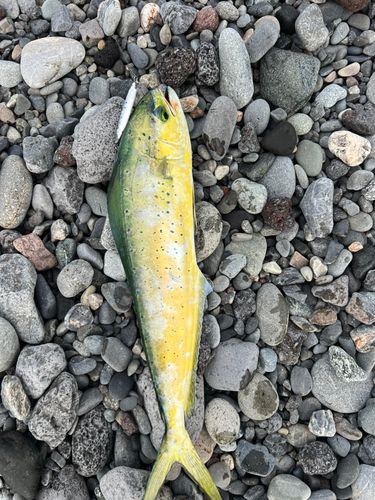 シイラの釣果