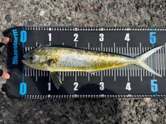 シイラの釣果