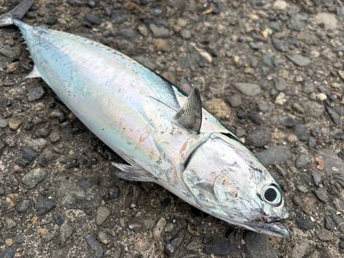 マルソウダの釣果
