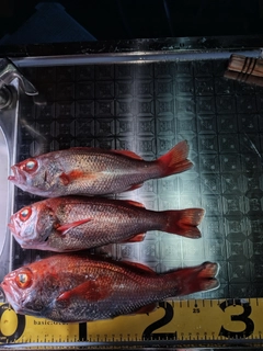 アカムツの釣果