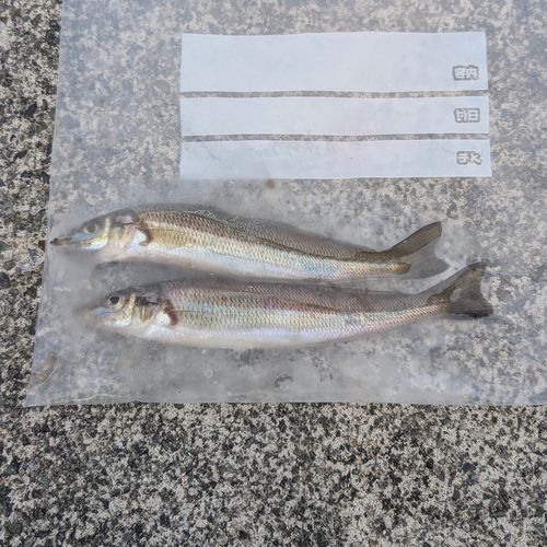シロギスの釣果