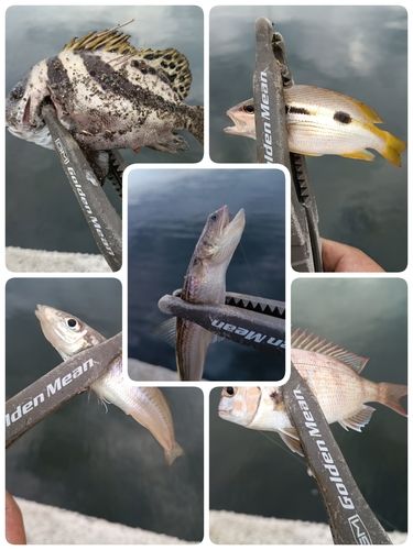シロギスの釣果