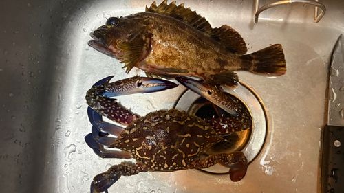 カサゴの釣果