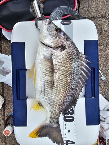 キビレの釣果