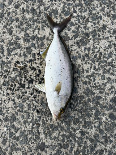 ネリゴの釣果