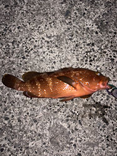 キジハタの釣果