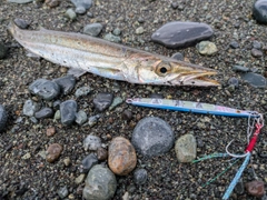カマスの釣果