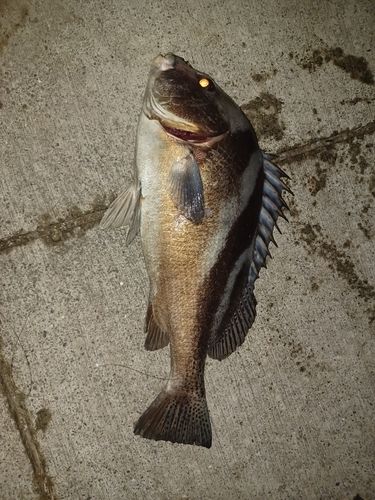 コショウダイの釣果