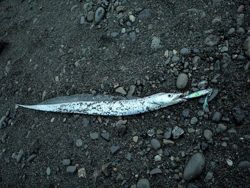 タチウオの釣果