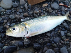 カタボシイワシの釣果