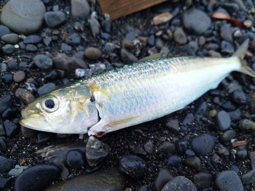 カタボシイワシの釣果