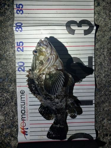 ムラソイの釣果