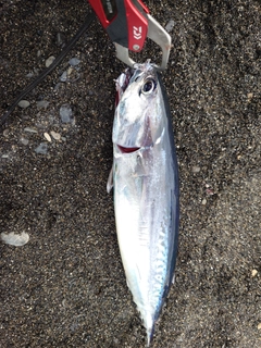 マルソウダの釣果