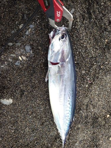 マルソウダの釣果