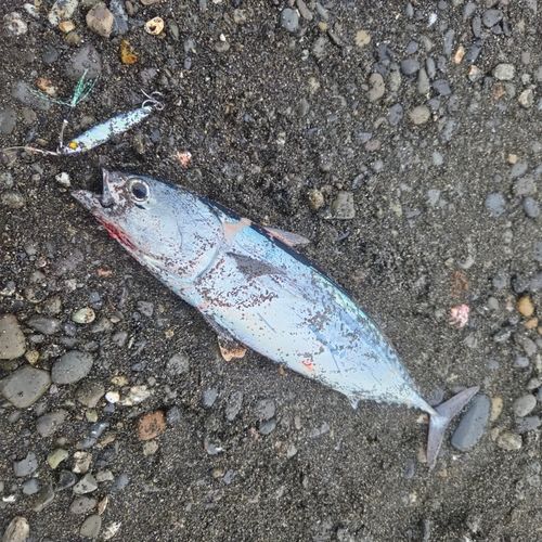 カツオの釣果