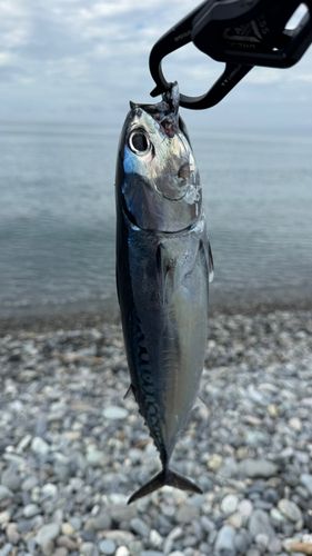 マルソウダの釣果