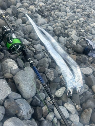 タチウオの釣果