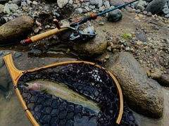 ニジマスの釣果
