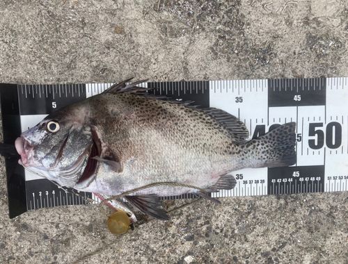 コショウダイの釣果