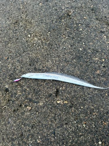 タチウオの釣果