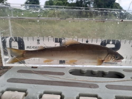 アユの釣果