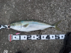 ヤズの釣果