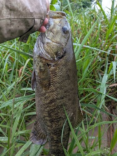 スモールマウスバスの釣果
