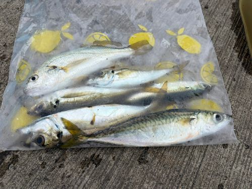 マアジの釣果
