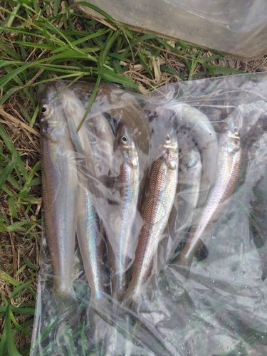 キスの釣果