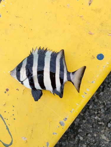 イシダイの釣果
