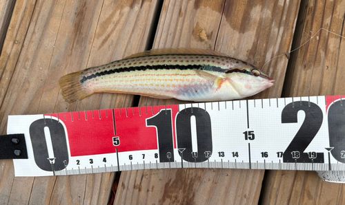 ベラの釣果