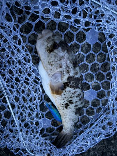 フグの釣果