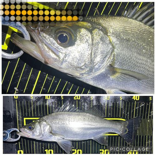 ヒラスズキの釣果
