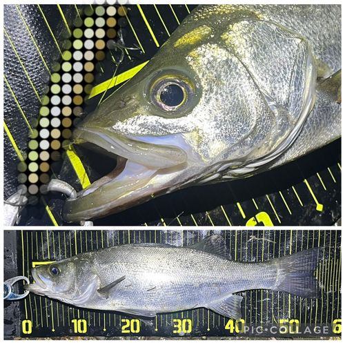 ヒラスズキの釣果