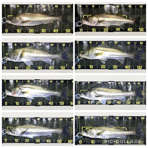 シーバスの釣果