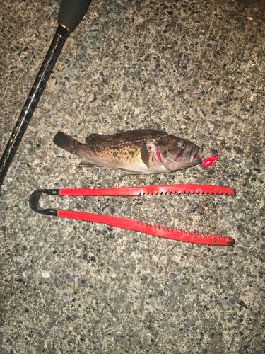 クロソイの釣果