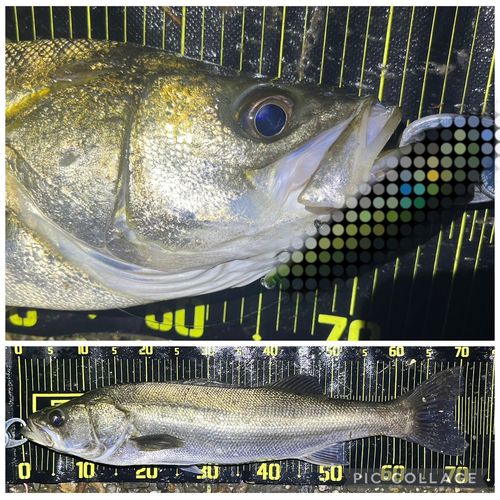 シーバスの釣果