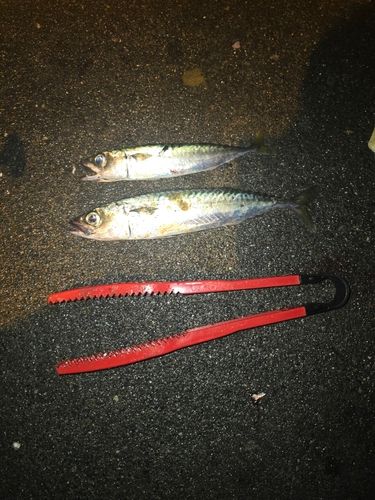 クロソイの釣果