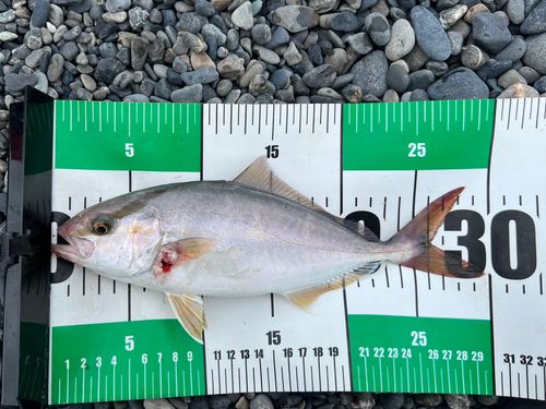 ショゴの釣果