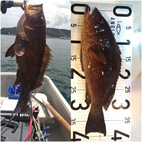 オオモンハタの釣果