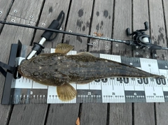 マゴチの釣果