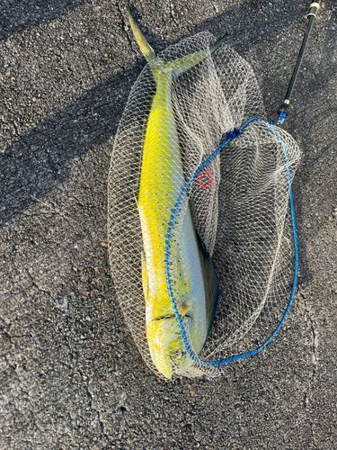 シイラの釣果
