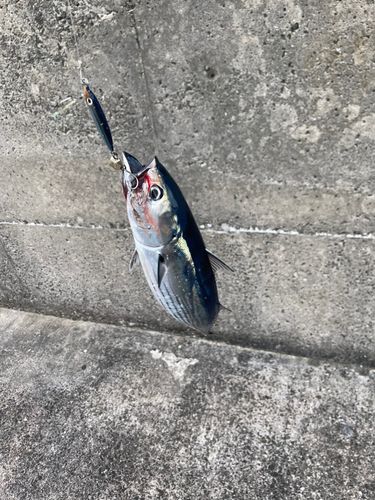 カツオの釣果