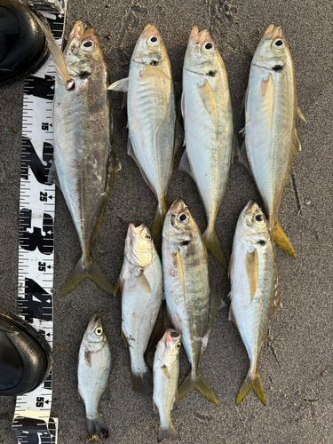 マルアジの釣果